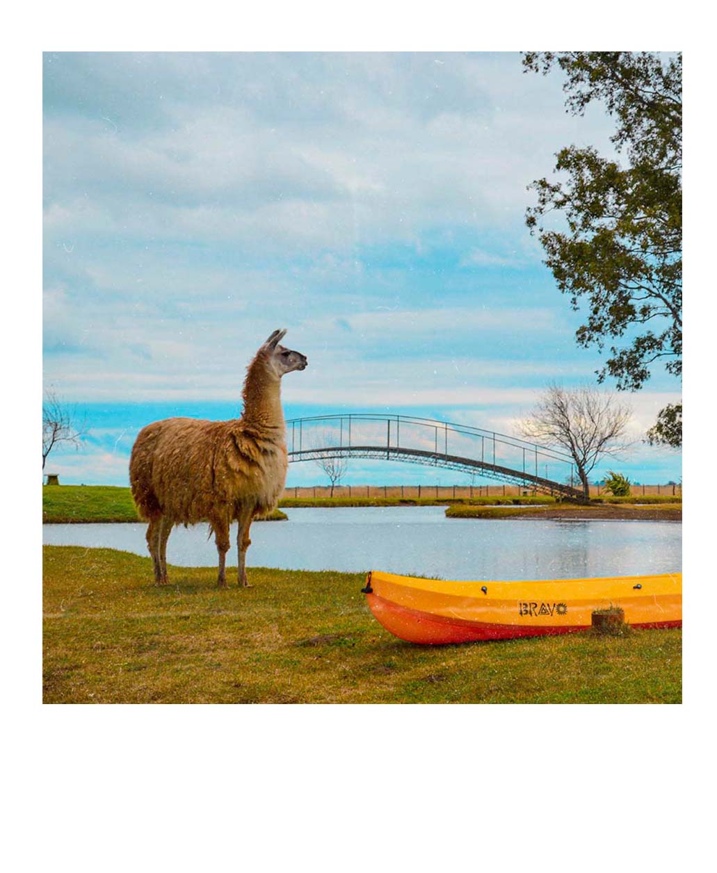 11 llama de termas